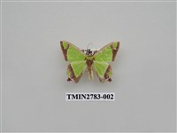 藏品(尺蛾353)的圖片